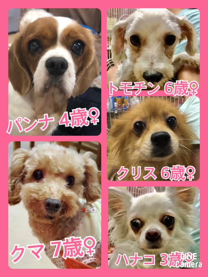 🐾今日の里親様募集中ワンコ🐶メンバーです🐾2020,10,9